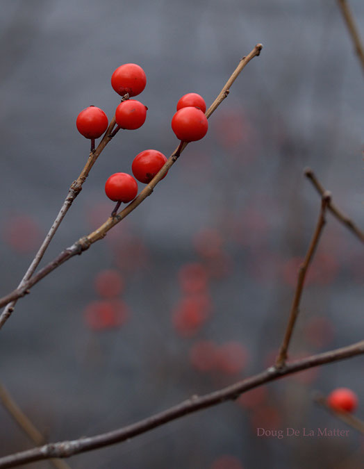 winterberries