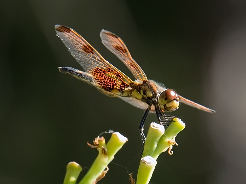 dragonfly