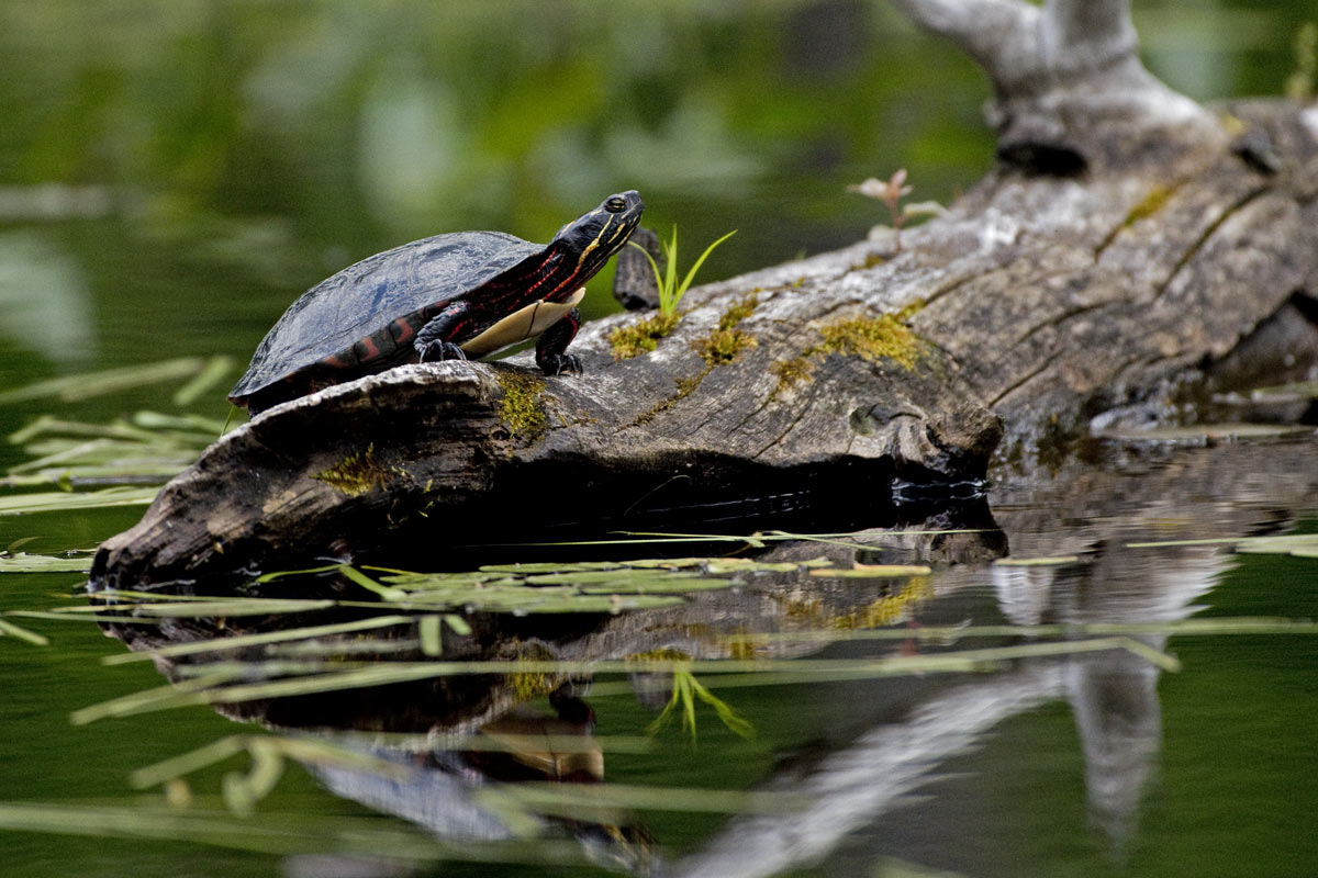 painted turtle