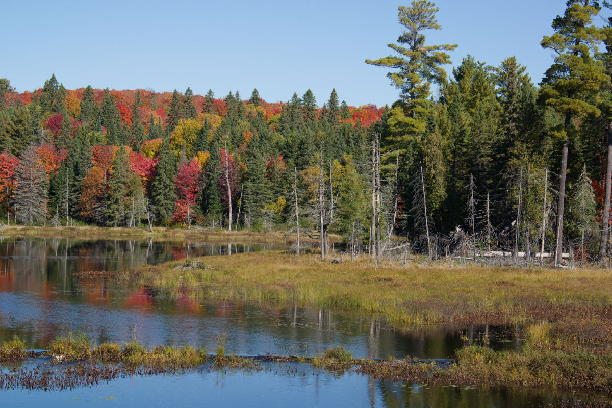 Stop in pull-off areas to see the quiet beauty of small lakes and marshes.