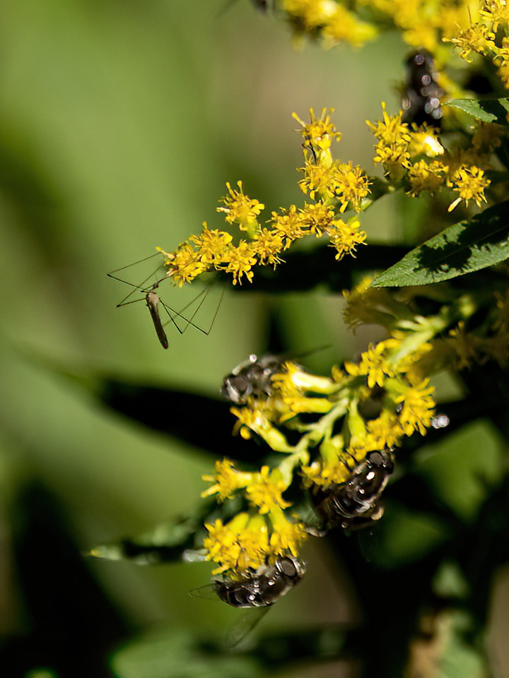 The Golden Rod that blooms in the ditches is an important buffet for bees and this Crane Fly.