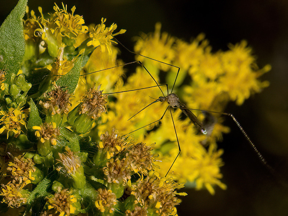 Unfortunately for them, Crane flies look like giant mosquitoes but they feed exclusively on plants.