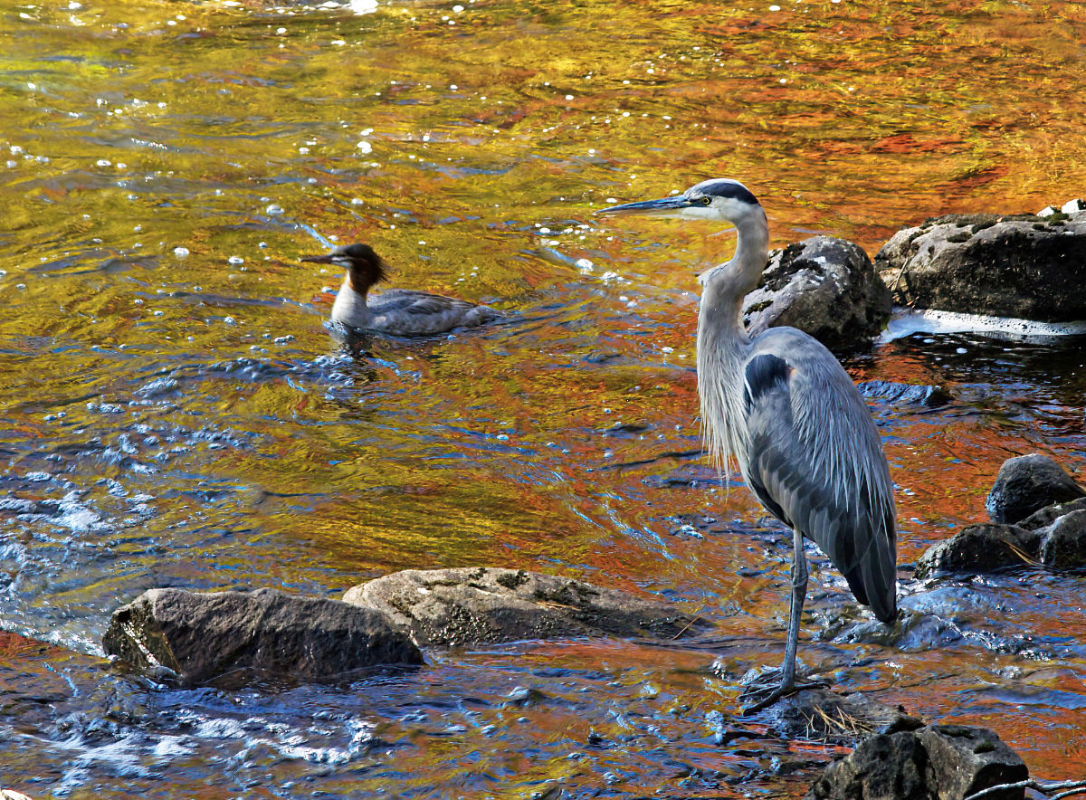 The Tea Lake Dam picnic site can be a busy place. Here a couple of fishing buddies enjoy the fall colours.