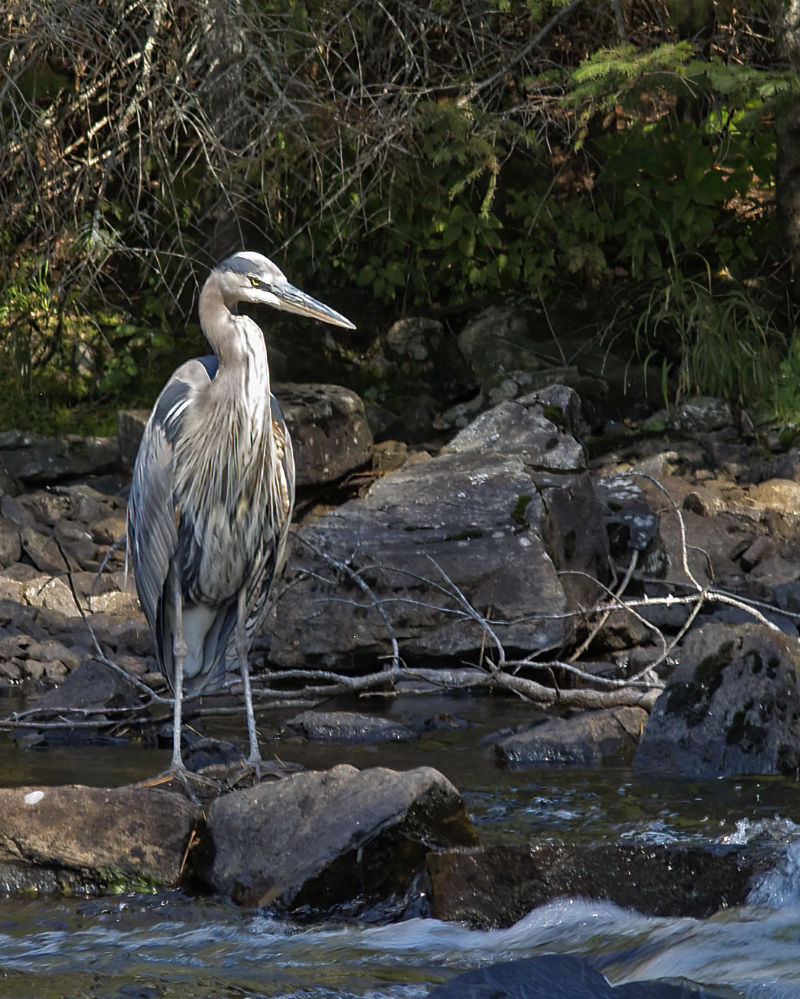 A portrait of the Blue Heron before he moved to join his Merganser friend.