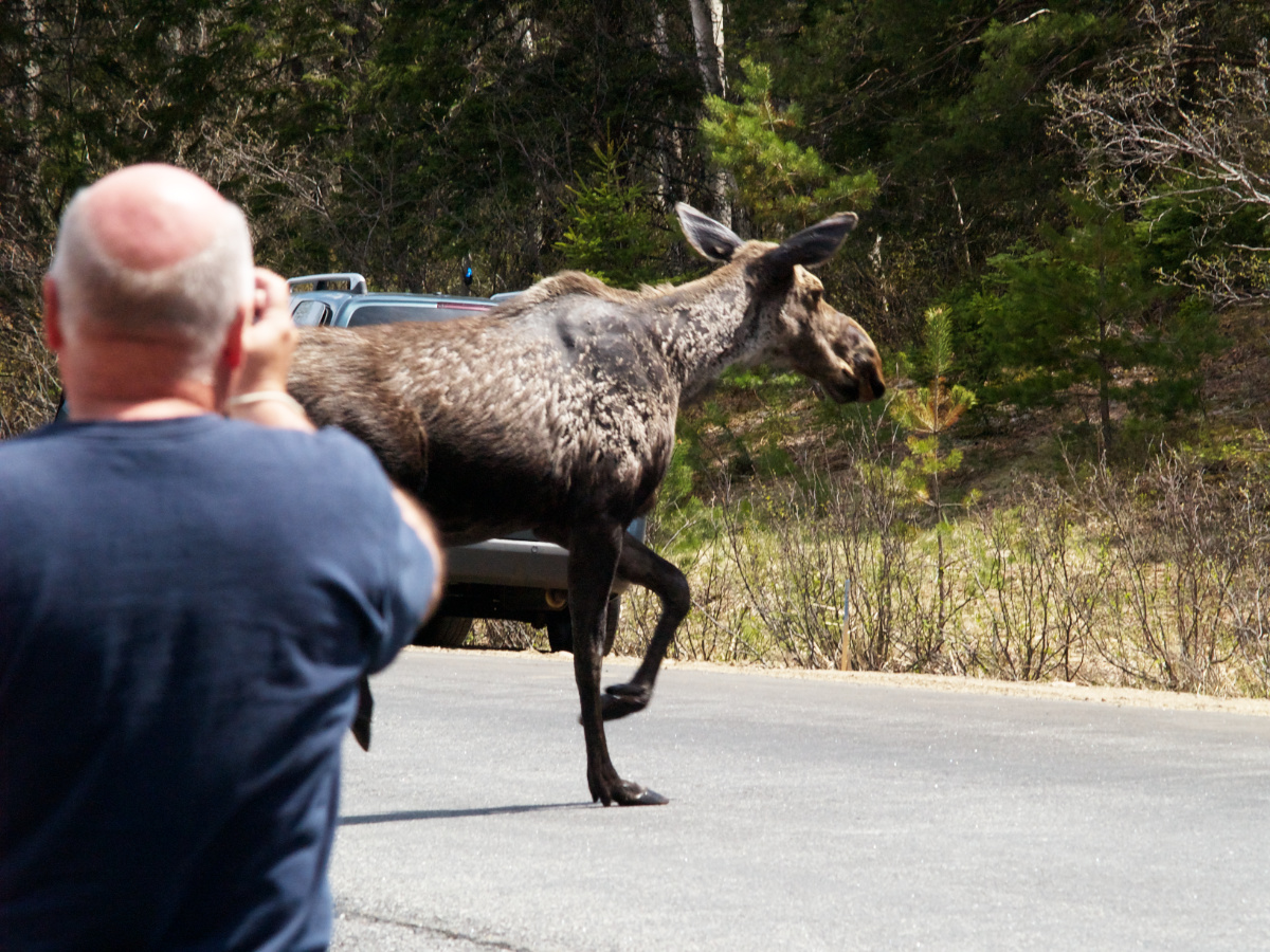 People forget that moose have their own schedules and reasons for wanting to cross the road.