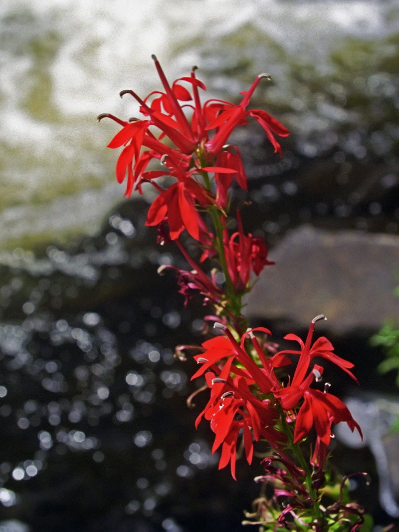 and Cardinal Flowers bloom amid the rocky, scoured areas at the edge of flowing waters.