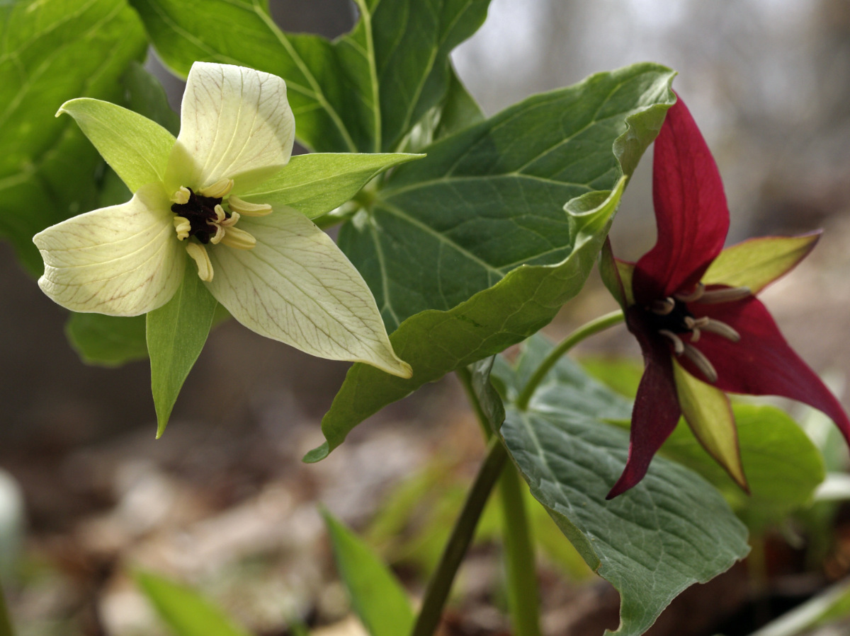 I found a few examples of "white" red trilliums around km 17 in the Park.  I assume it is a rare genetic defect.