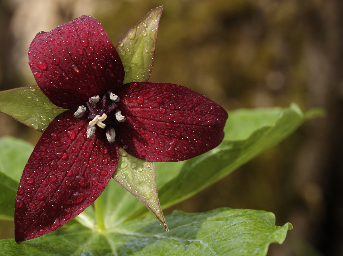 Red trilliums are the showy ones. They occur throughout the park.