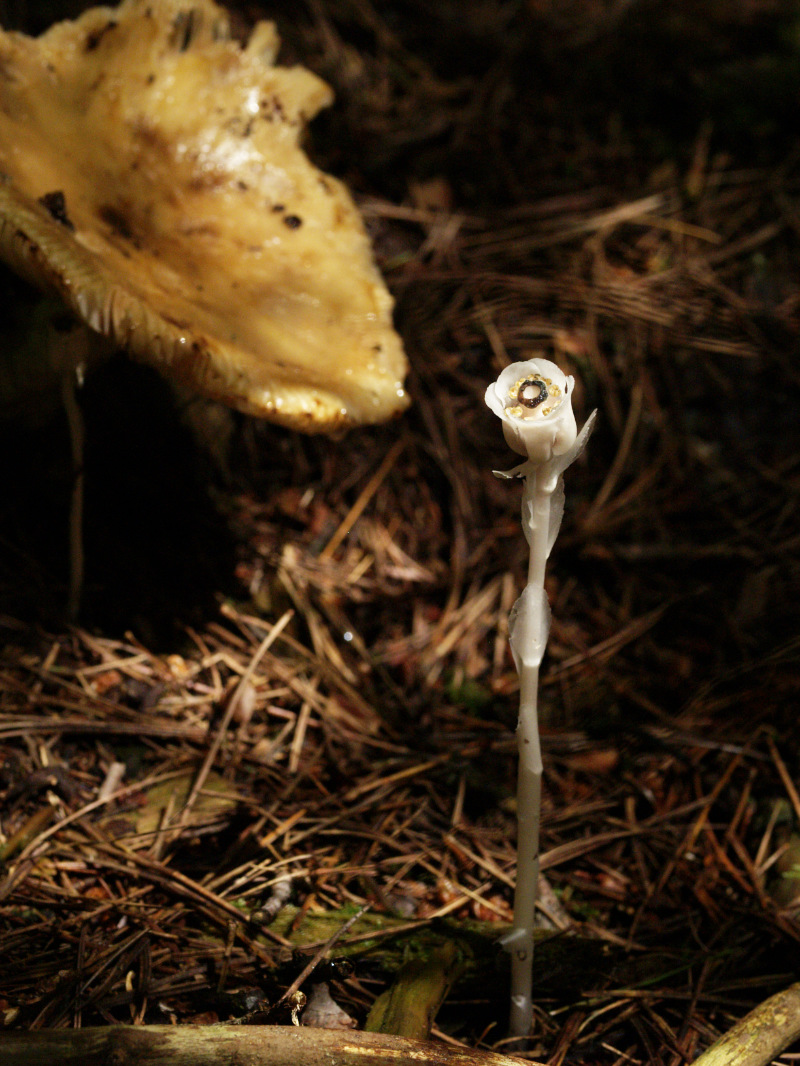 The cooling shade of the new forest canpoy permit fungi like the Ghost Plant to thrive.