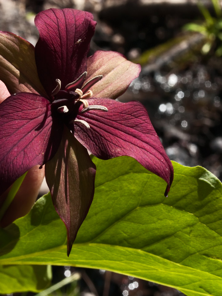 Red trilliums often bloom together with yellow Trout Lilies.