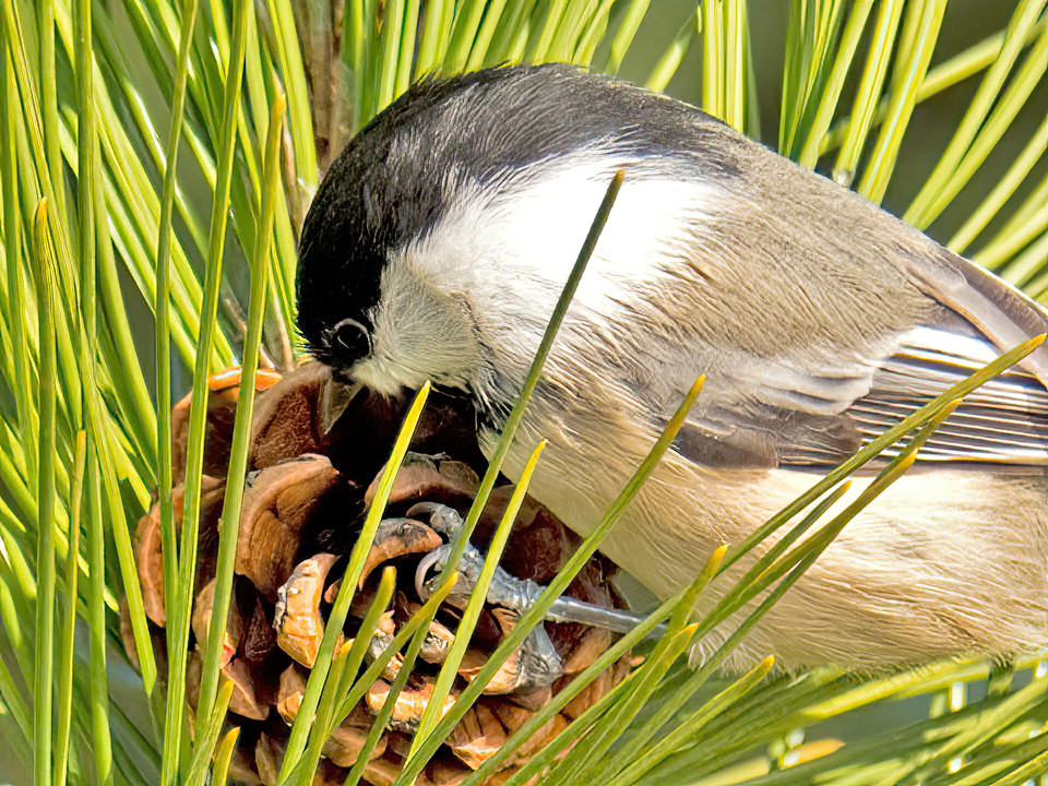 Chickadees and other birds have a hard time finding seeds to eat when they are hungry.