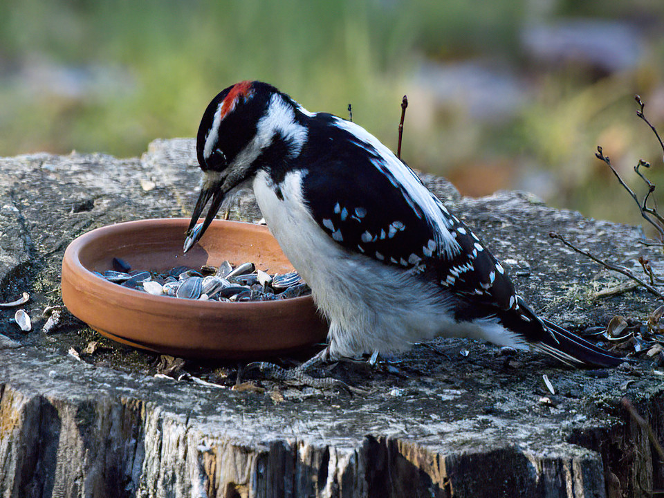 This Hairy woodpecker found a whole dish of sunflower seeds.