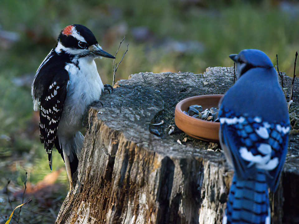 the Blue Jay suggests sharing...