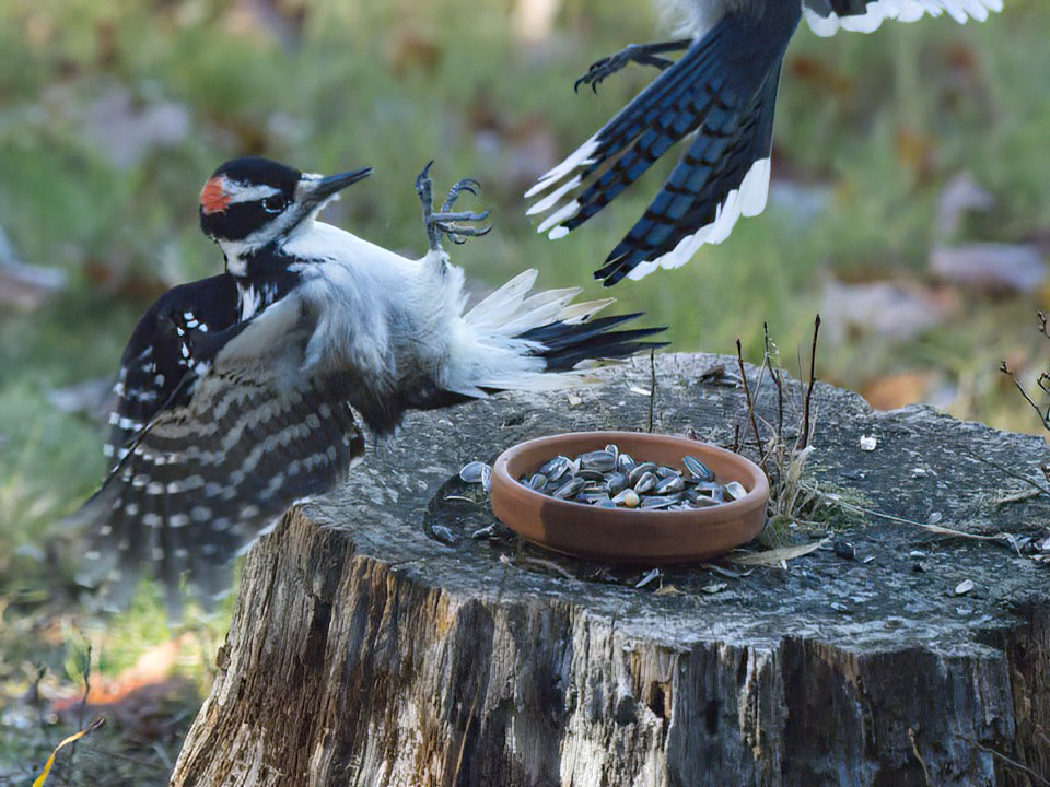 One jump and the Jay pushes the woodpecker off the stump.