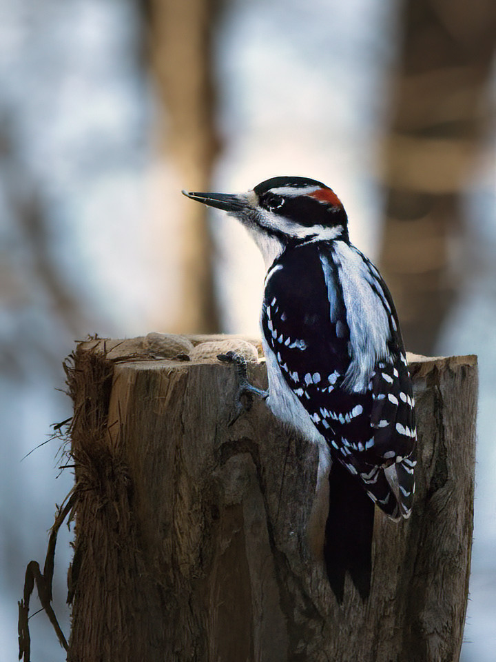A sadder but wiser woodpecker retreats to the cedar post.