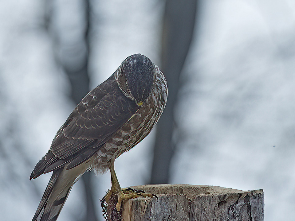 This Cooper's hawk was very disappointed.