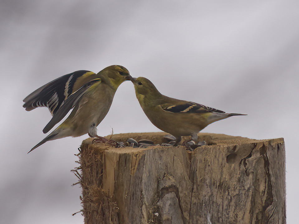 When the goldfinches arrive, love is in the air.