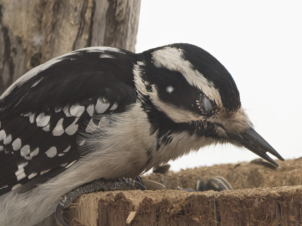 This female Hairy Woodpecker shows the nictitating membrane that protects her eyes from wood chips when drilling into trees.