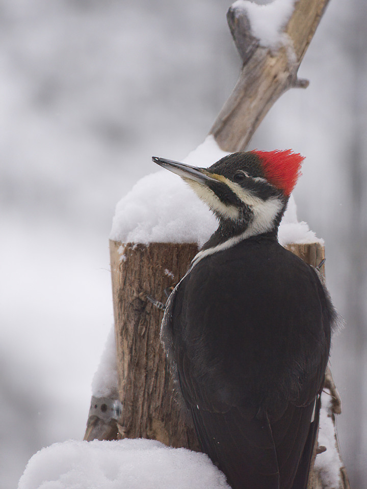 A Piliated Woodpecker visits occasionally in winter.