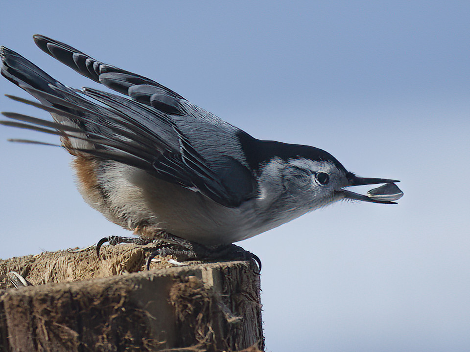 Nuthatches are very appriciative as well.
