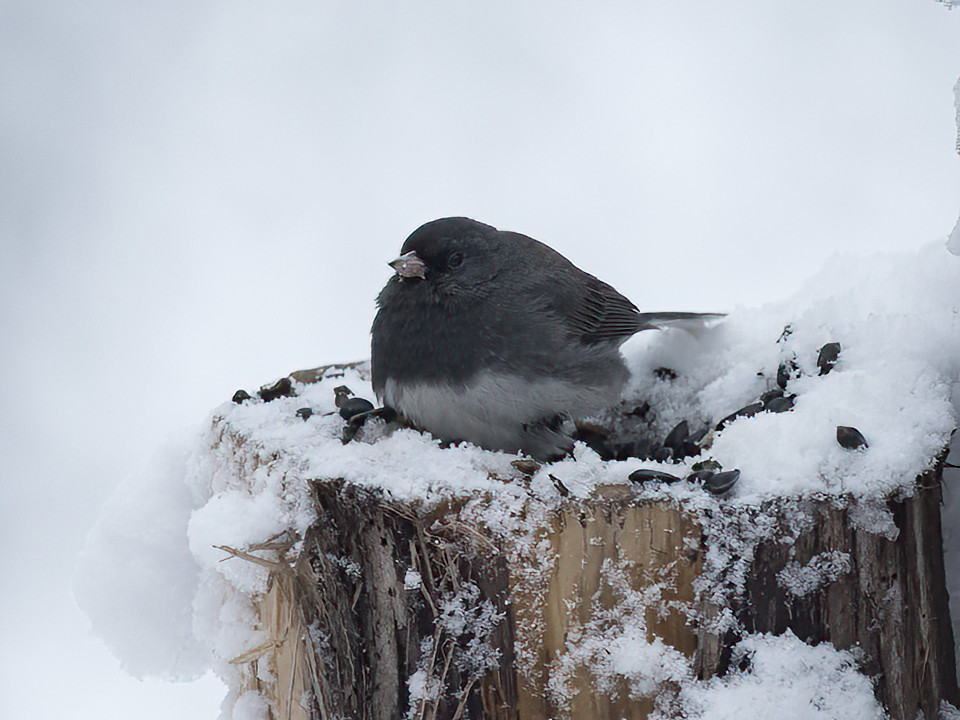 A Junco starts to feel at home with the "lunch in bed" concept