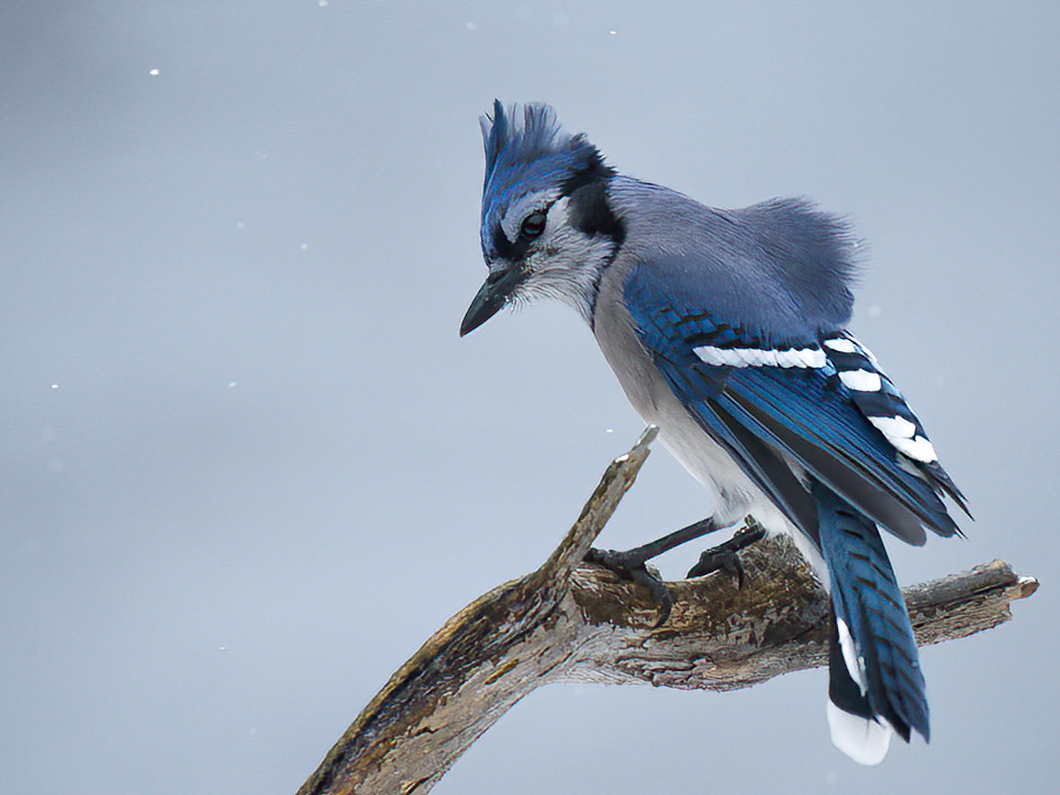 Blue Jays love to feel that they own the feeder.