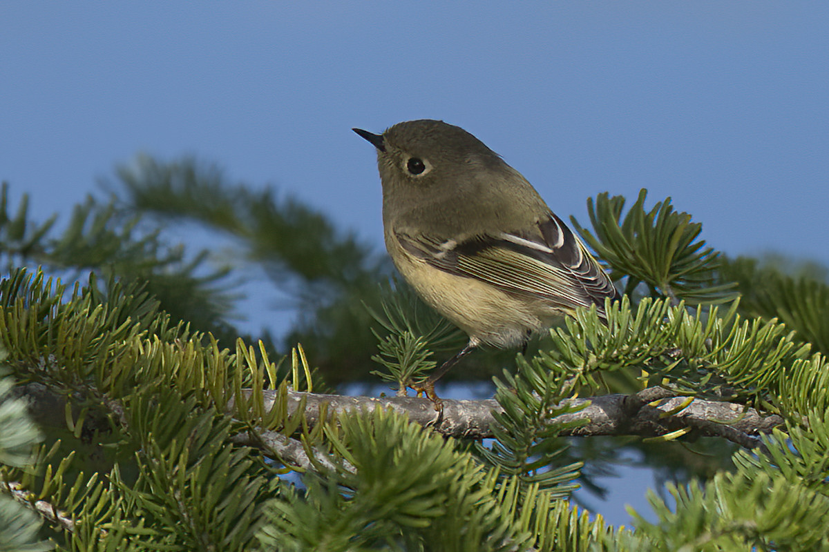 A ruby crowned kinglet  arrived in October when the feeder was not yet open for business.