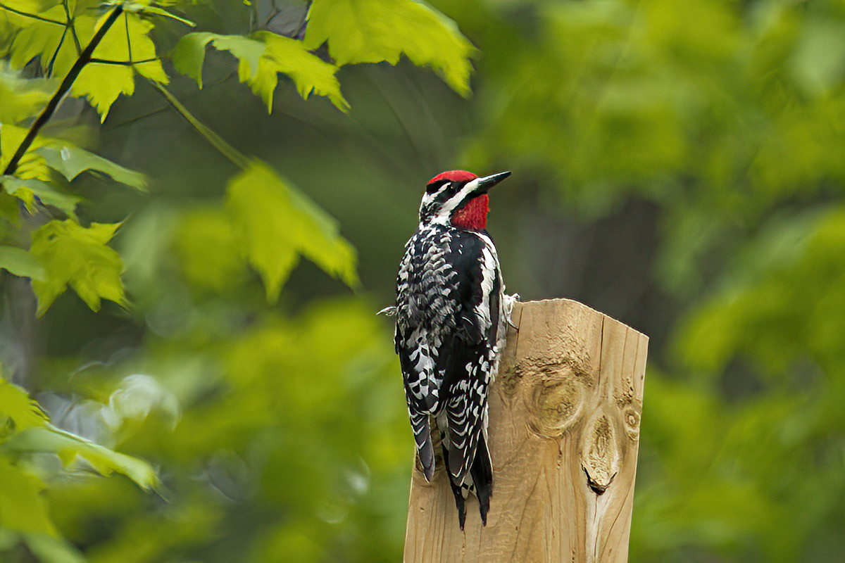 A Yellow Bellied Sapsucker was more interested in the insects on birch trees at the end of May, but stayed around for a few days watching us garden.