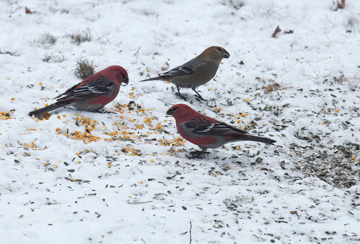 They seem more comfortable finding their seeds on the ground than in a feeder.