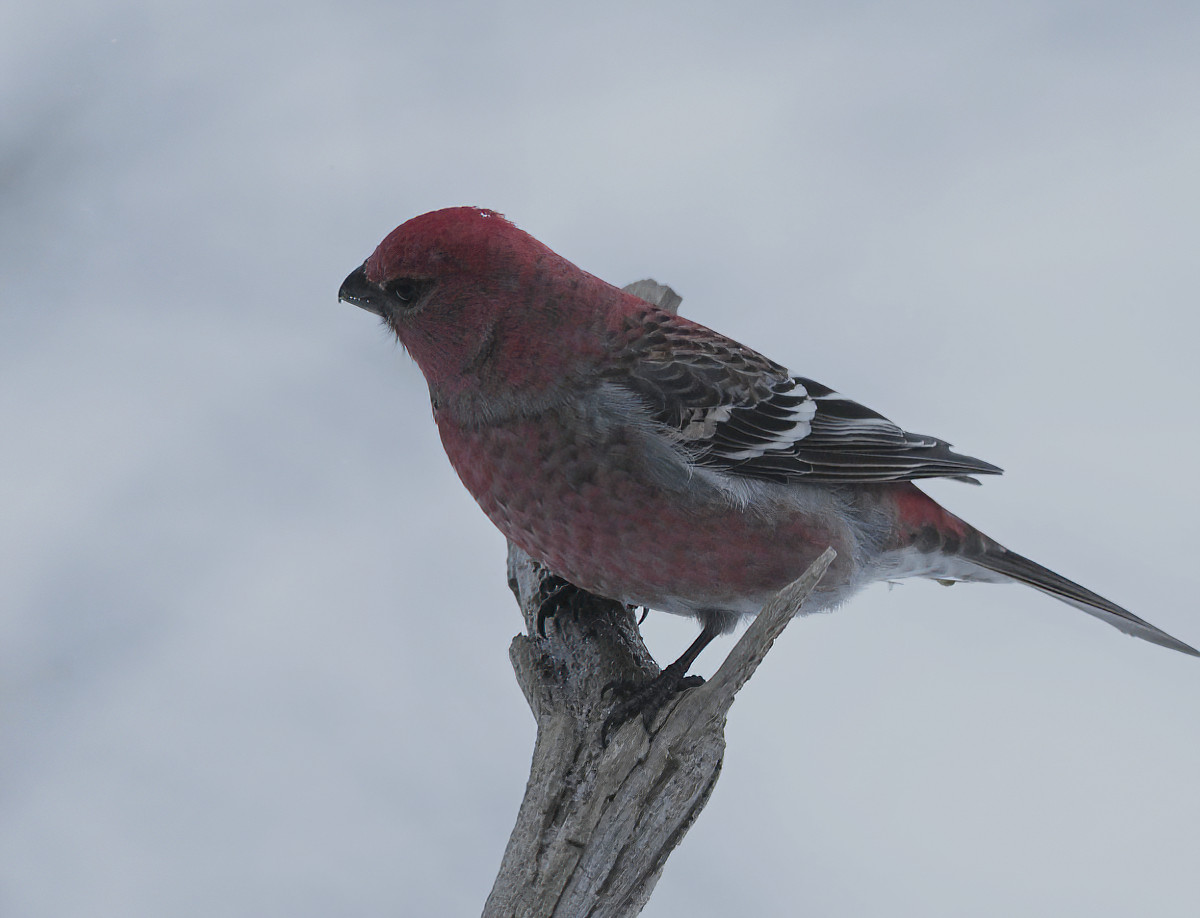 Pine Grosbeaks are also unusual to see here.