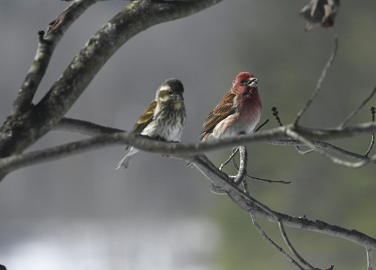 Purple finches are not common here, but they will stay for a week or two in the spring.