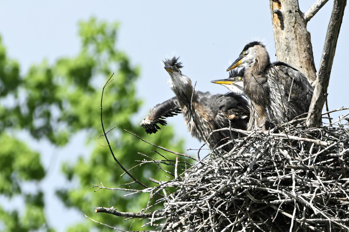 Meanwhile, in the other nest they are getting restless.