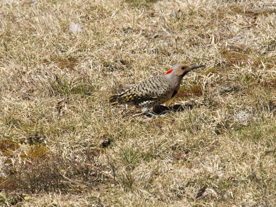 A Northern Flicker soon to be a dinner...