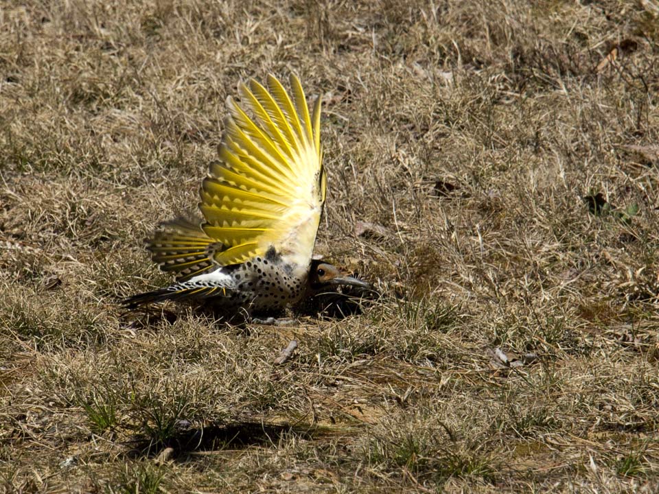 Flashing his yellow pinons does no good. The shadow of doom is visible beside the bird. 