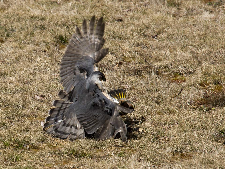 A Cooper's Hawk lands full force on his prey.