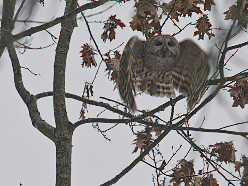 Barred Owl in flight