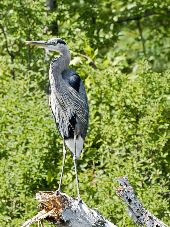 A blue heron perched.
