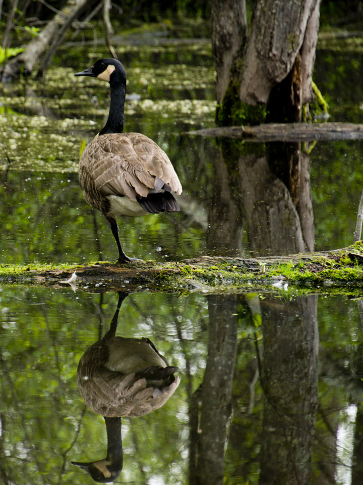 Canada Goose in "tree pose" yoga position.
