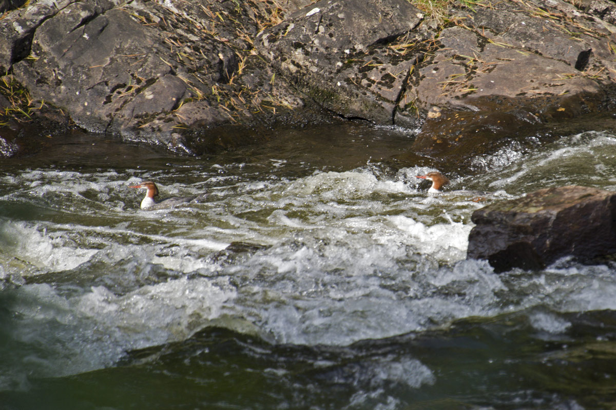 Female mergansers practising their white water skills