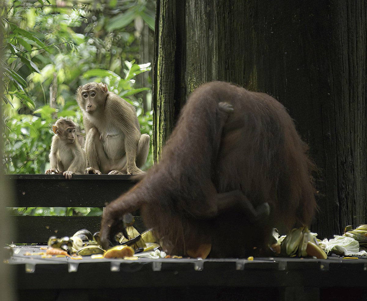 A monkey mother and child arrived, but were very respectful of the Orang's presence.