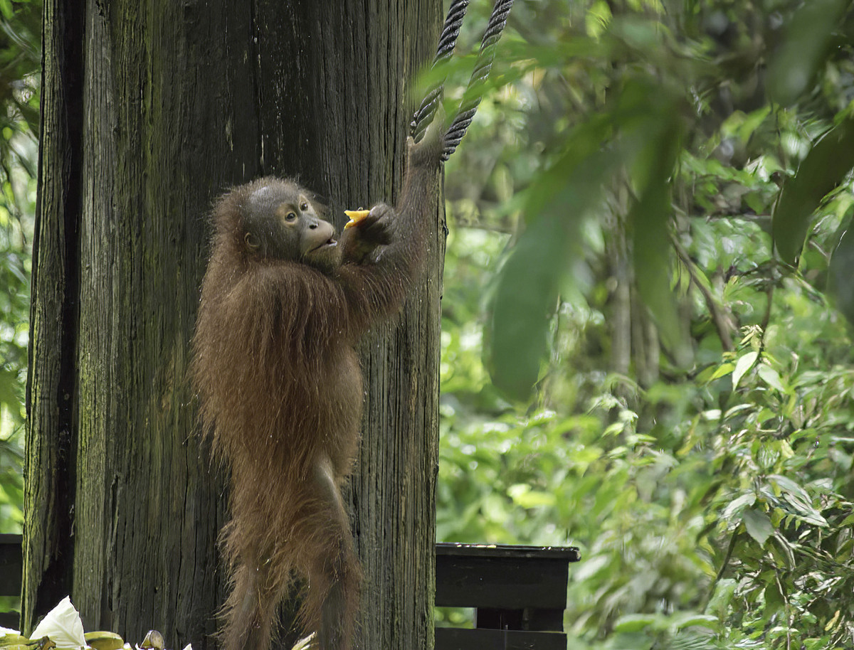 A teenage Orang selects some breakfast