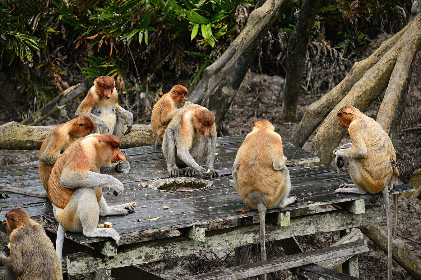 The monkeys are wild, but choose to hang around the centre where they are fed occasionally.