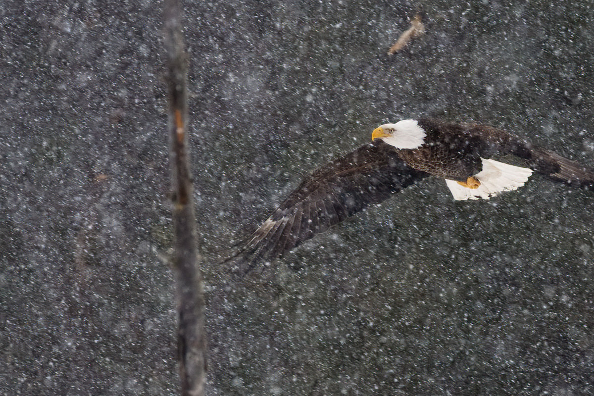 A mature bald eagle cruises through the snow.