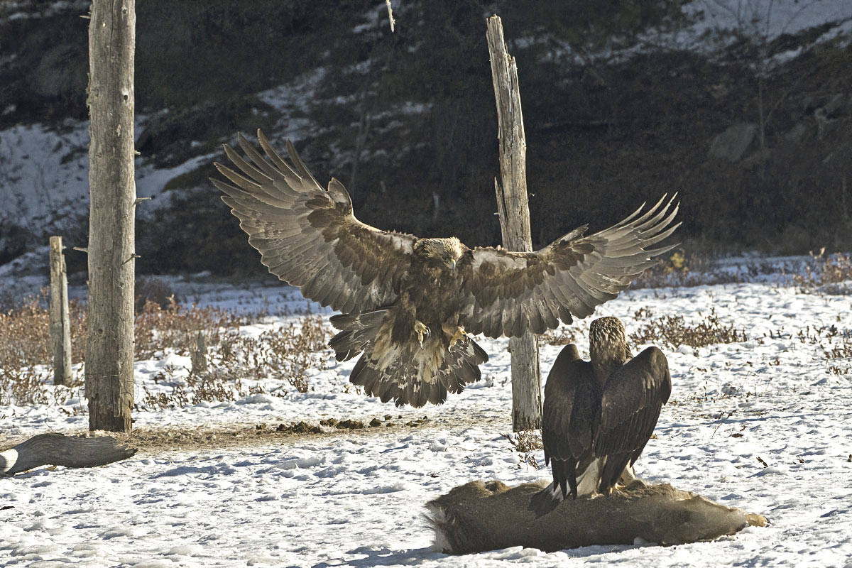 An eager Golden eagle arrives to share the breakfast buffet