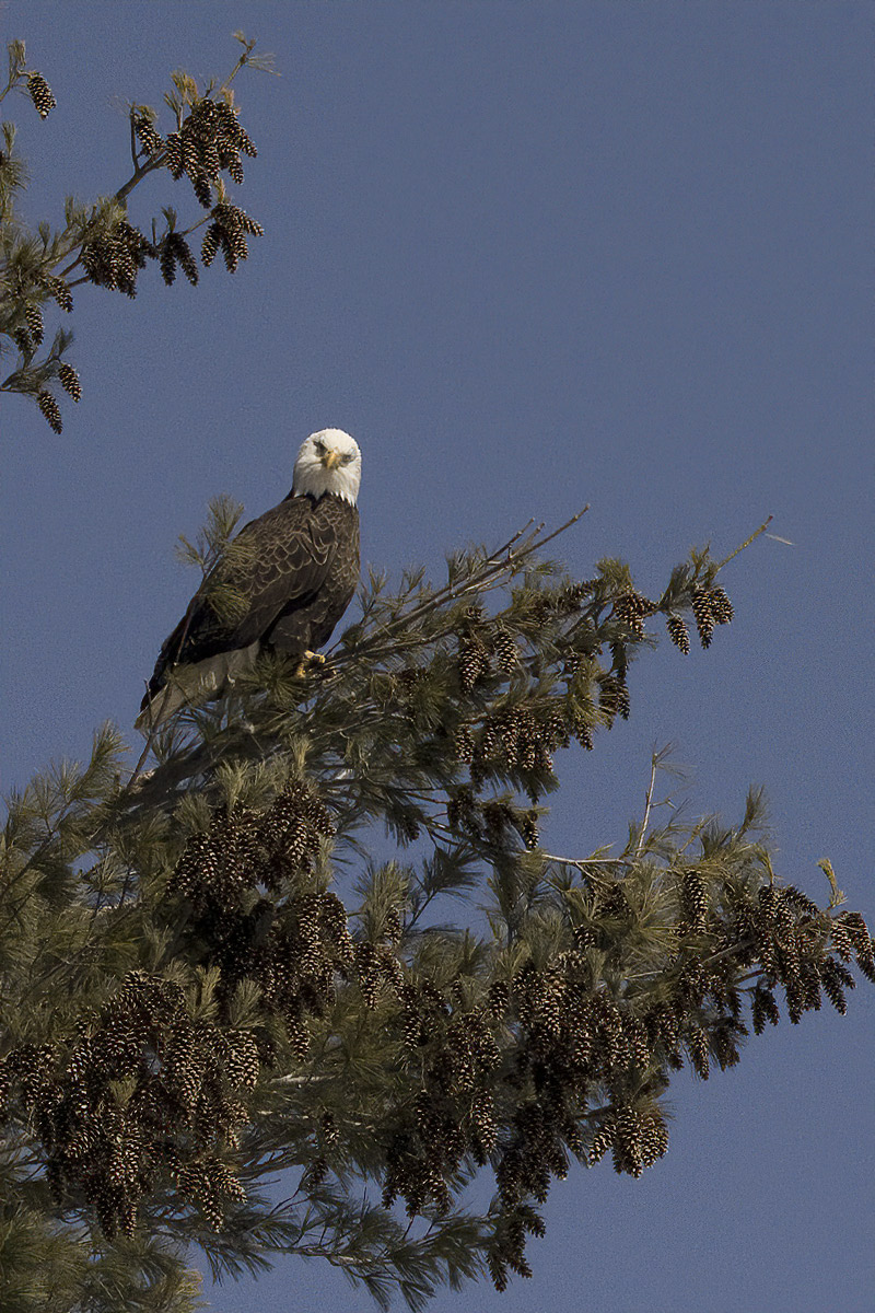 A bald eagle dropped in later to check things out.
