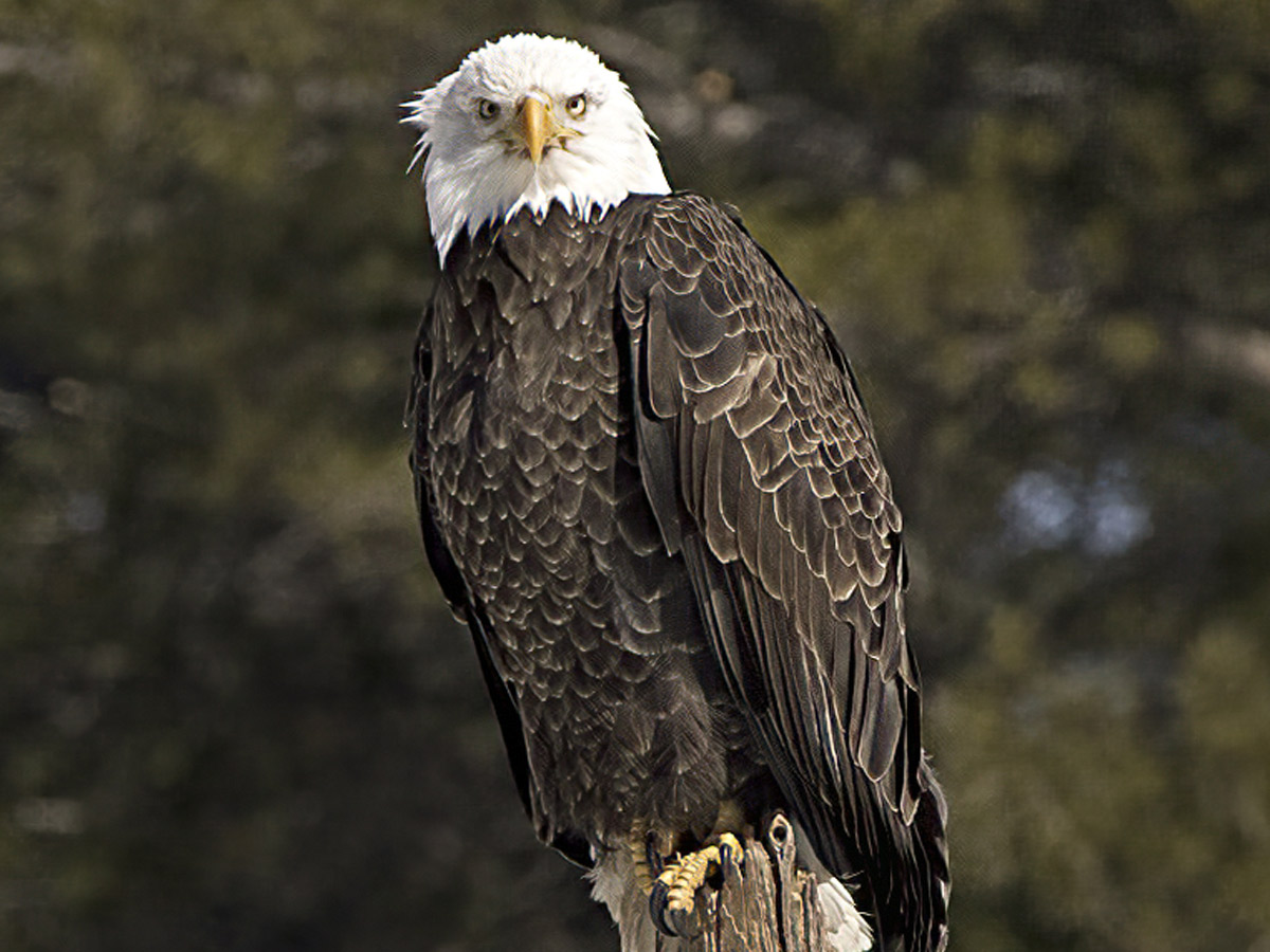 Bald eagles can seem SO judgemental ! 