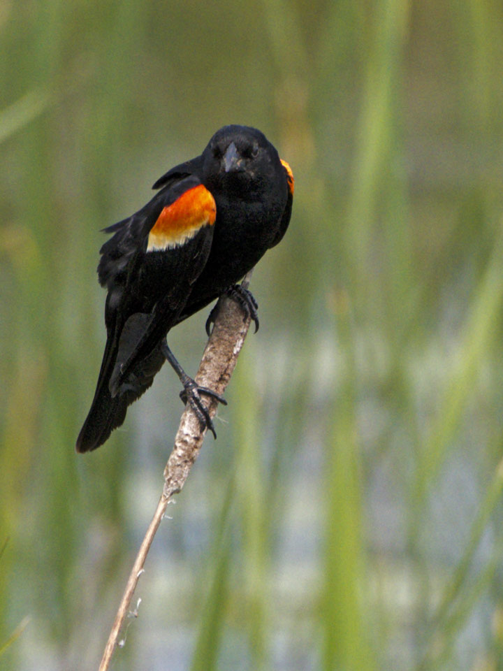 The marsh is home to Redwinged Blackbirds... our harbingers of spring.
