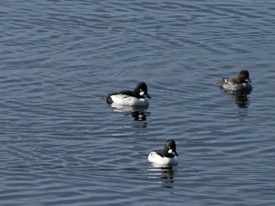 Bufflehead ducks use the lakes as a stopping-over spot on their migration routes.