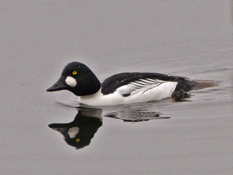 A goldeneye swims the other way to avoid any issues.