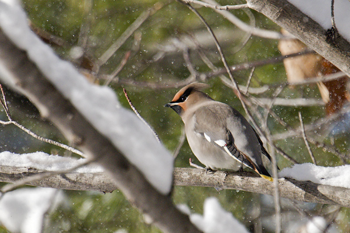 December snow didn't seem to bother this Bohemian Waxwing